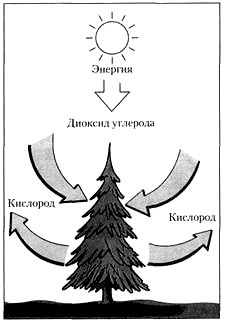 Деревья растут за счет соединения углекислого газа и воды